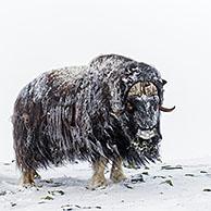 Muskox bulls (Ovibos moschatus) two males fighting by headbutting on snow covered tundra in winter, Dovrefjell–Sunndalsfjella National Park, Norway